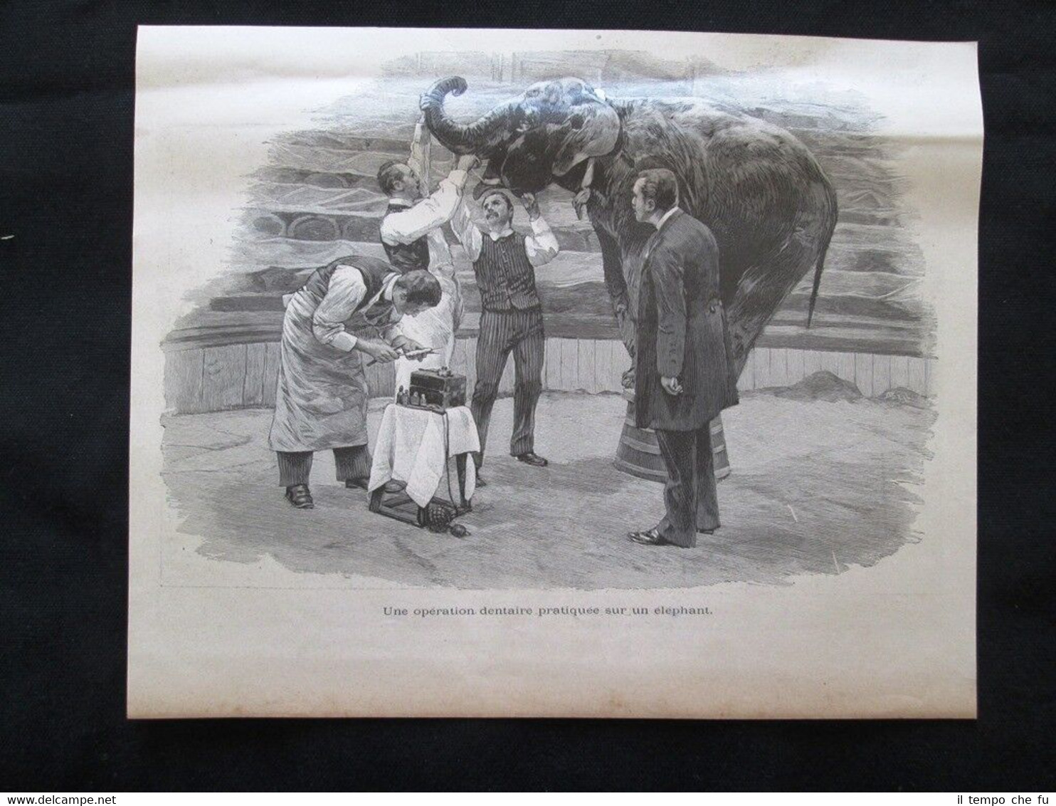 Un’operazione dentale praticata su un elefante Incisione del 1894