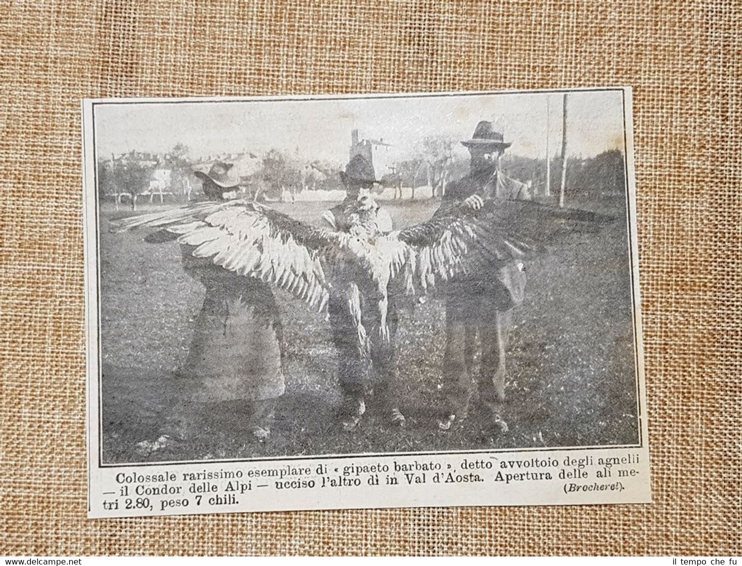 Val d'Aosta nel 1913 Raro esemplare di gipaeto barbato o …