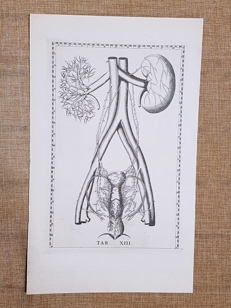 Vasi reni e Utero Tavola anatomica Litografia Bartolomeo Eustachio 1722 …
