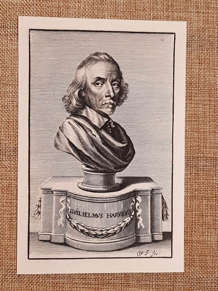 William Harvey Medico Circolazione Sanguigna Anatomia Moderna Incisione del 1888