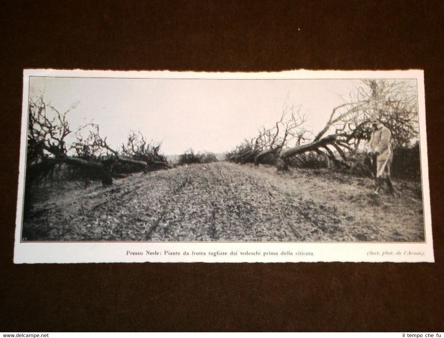 WW1 Prima Guerra Mondiale 1914-1918 Nesle Alberi tagliati dai Tedeschi …