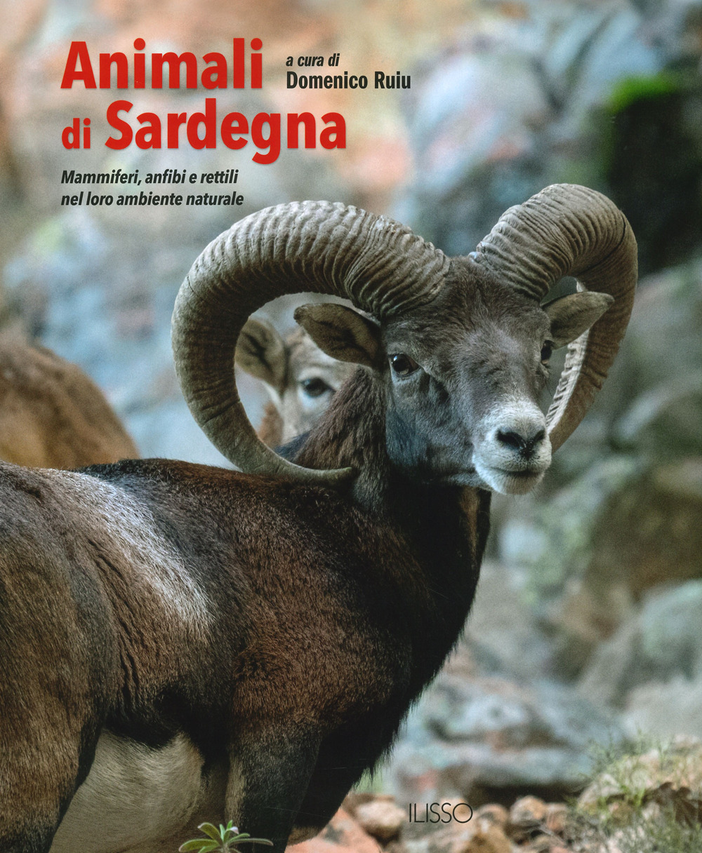 Animali di Sardegna. Mammiferi, anfibi e rettili. Ediz. a colori