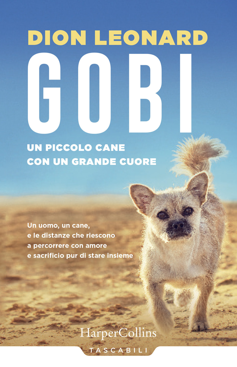 Gobi. Un piccolo cane con un grande cuore