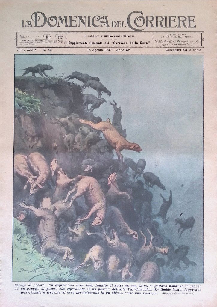 Copertina Domenica Corriere nr. 33 del 1937 Strage Pecore Val …