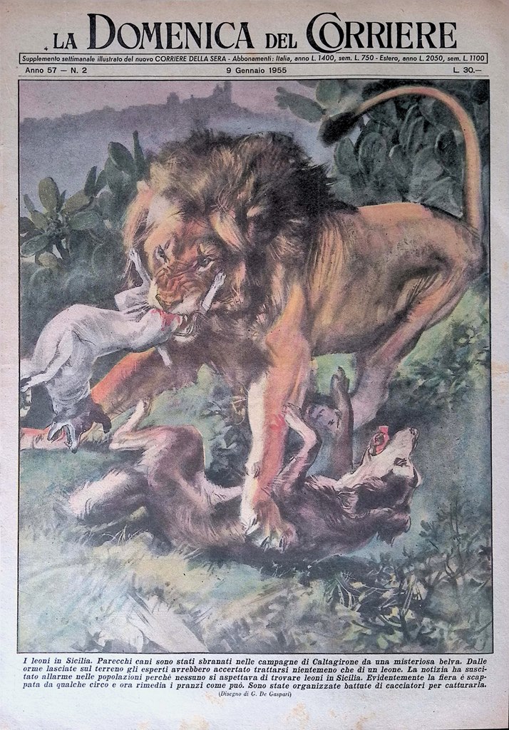 Copertina Domenica del Corriere nr. 2 del 1955 Leoni Sicilia …