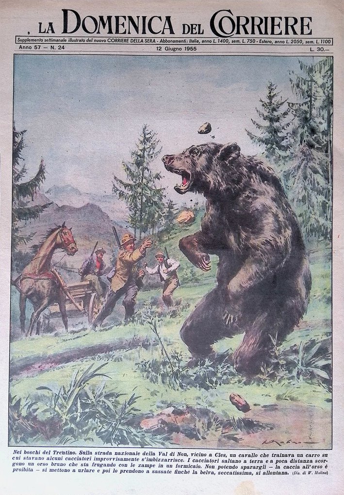 Copertina Domenica del Corriere nr. 24 del 1955 Orso Val …