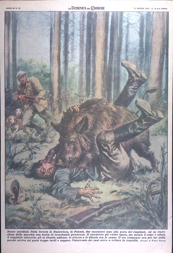 Retrocopertina Domenica del Corriere nr. 16 del 1954 Caccia Bialowieza …