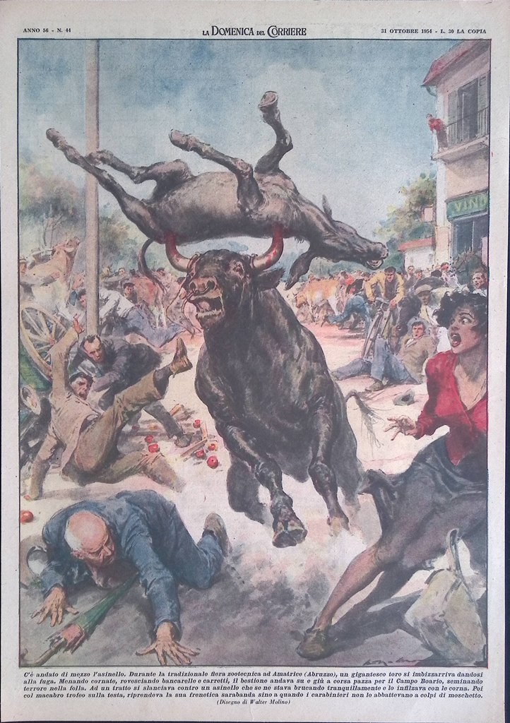 Retrocopertina Domenica del Corriere nr. 44 del 1954 Amatrice Toro …