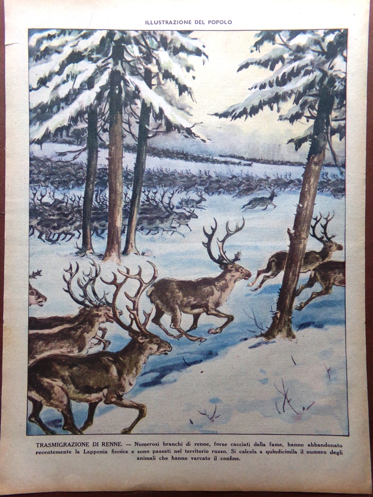 Retrocopertina Illustrazione del Popolo nr. 12 del 1943 Branchi Renne …