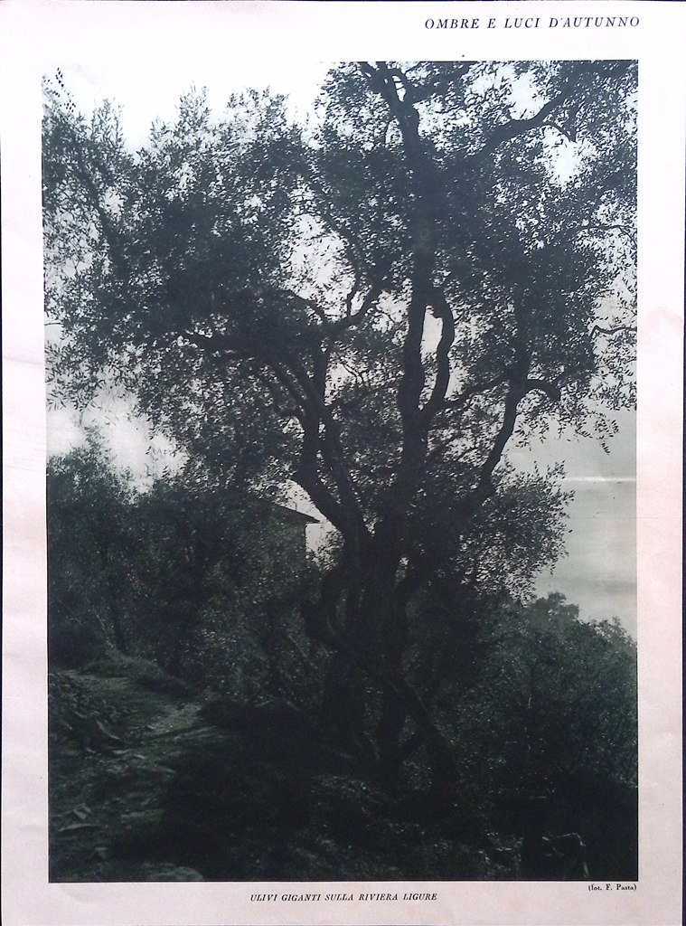 Stampa del 1926 Ombre Luci Autunno Ulivi Giganti Riviera Ligure …