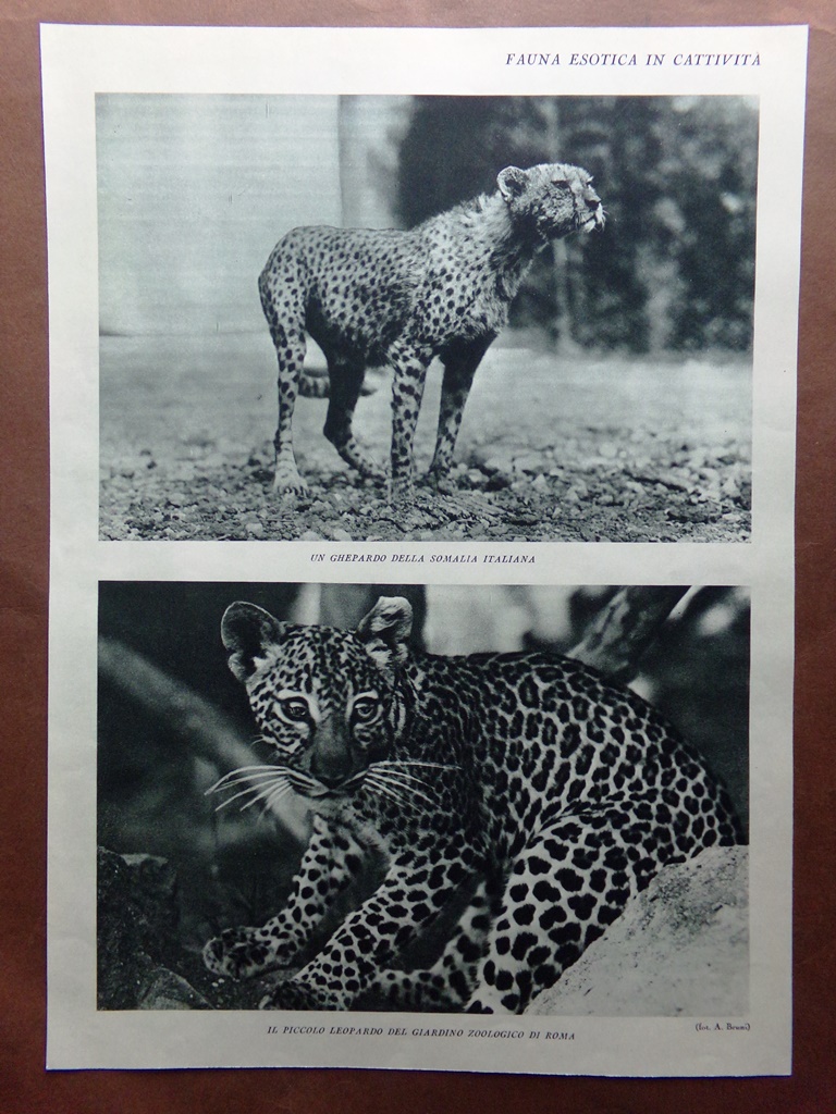 Stampa del 1927 Fauna Esotica Cattività Ghepardo Leopardo Scimmie Lemure …