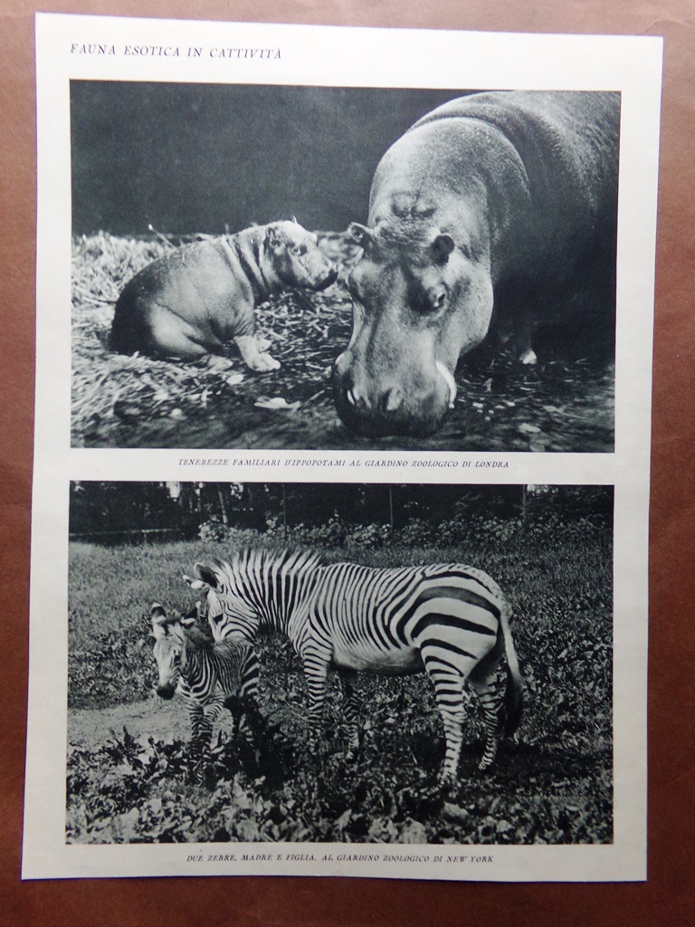 Stampa del 1927 Fauna Esotica Cattività Ippopotami Zebre Orsi Giardino …