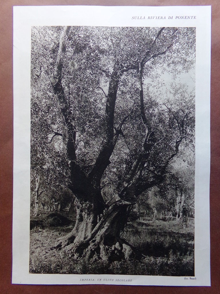 Stampa del 1927 Riviera Ponente Imperia Capo Berta Golfo Ulivo