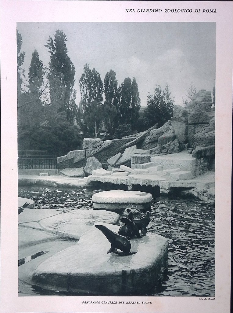Stampa del 1928 Giardino Zoologico di Roma Panorama Reparto Foche …