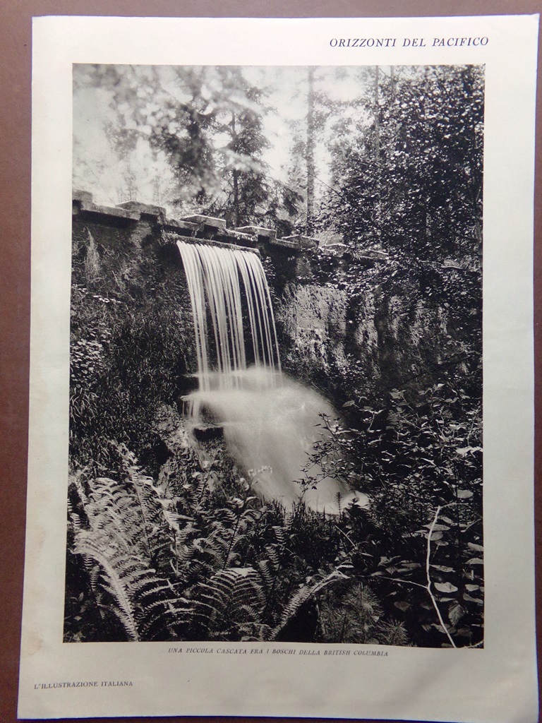 Stampa del 1929 Boschi British Columbia Monti Olympic Washington Rainier