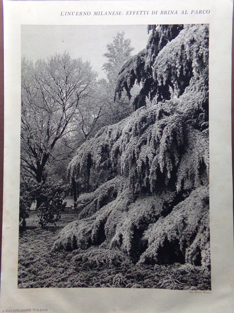 Stampa del 1929 L'inverno milanese: effetti di brina al parco …