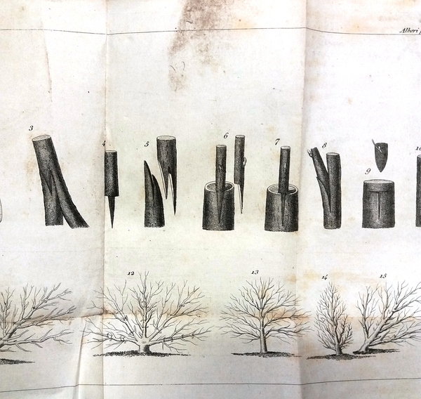 Istruzione nella coltura de' principali alberi fruttiferi e boschivi.