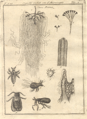 Oggetti veduti con il microscopio, tav. I. Tratta dal Dizionario …
