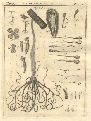 Oggetti veduti con il microscopio, tav. III. Tratta dal Dizionario …