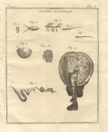 Istoria Naturale, tav. I. Tratta dal Dizionario Universale delle arti …