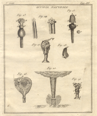 Istoria Naturale, tav. III. Tratta dal Dizionario Universale delle arti …
