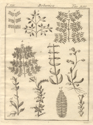 Botanica, tav. XIII. Tratta dal Dizionario Universale delle arti e …