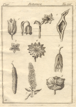 Botanica, tav. XIV. Tratta dal Dizionario Universale delle arti e …
