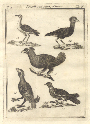 Uccelli più rari e curiosi, tav. V. Tratta dal Dizionario …