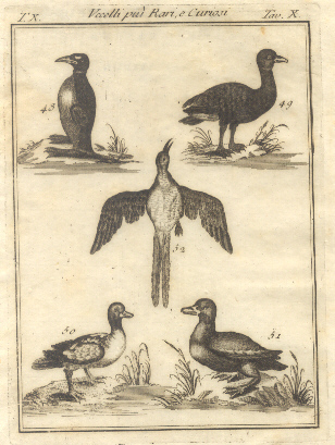 Uccelli più rari e curiosi, tav. X. Tratta dal Dizionario …