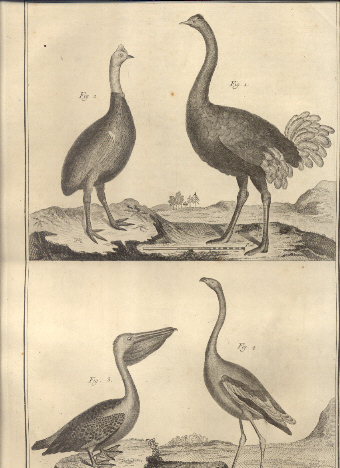 Suite du Regne Animal: Oiseaux,