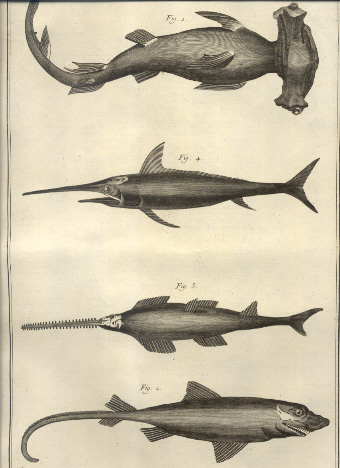 Suite du Regne Animal: Poissons, Insectes, Polypiers.