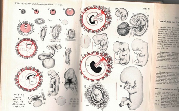 Grundzüge der Entwicklungsgeschichte des Menschen in vergleichender Darstellung Begründet von …