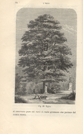 Primo studio delle piante per il terzo anno del ginnasio …