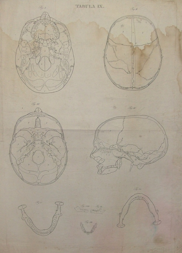 Icones Anatomicae quotquot sunt celebriores ex optimis neotericorum operibus summa …