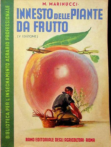 Innesto delle piante da frutto e della vite.