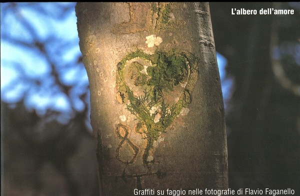 L'albero dell'amore: Graffiti su faggio nelle fotografie di Flavio Faganello.