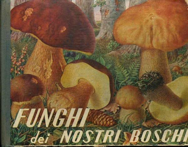 Funghi dei nostri boschi.
