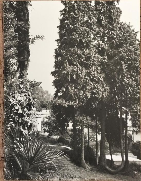 ARCO, parco dell'Arciduca, la sequoia.