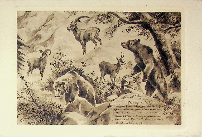 Azione protettiva della fauna italiana in pericolo di estinzione.