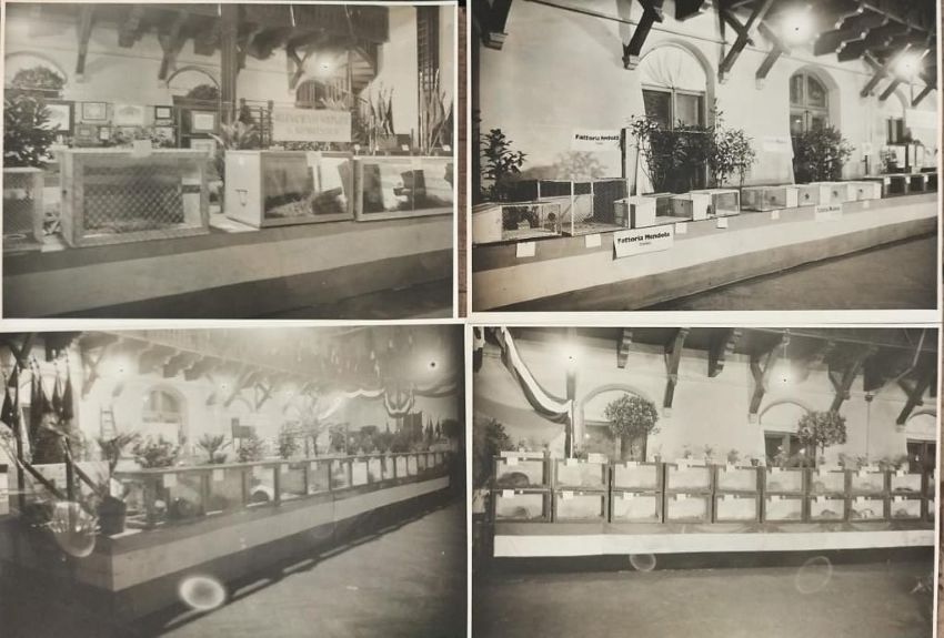 Esposizione animali da pelliccia.