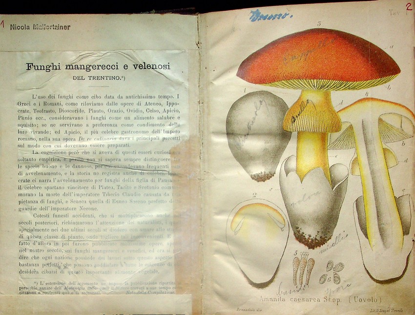 Funghi mangerecci e velenosi del Trentino.