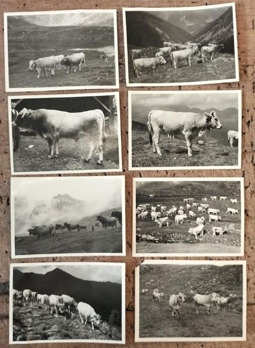 Mucche sui pascoli dell'alto Adige.