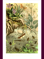 55 CHROMOTAFELN BREHMS THIERLEBEN. (?), ED. DOGEL S.D. 1880 CA.