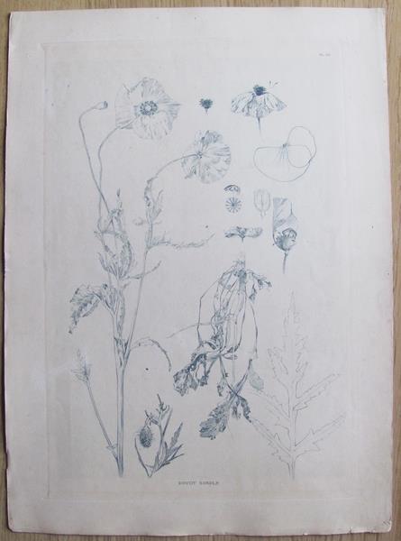 Antica Erboristeria. Art Nouveau. Planche 26. Pavot Simple