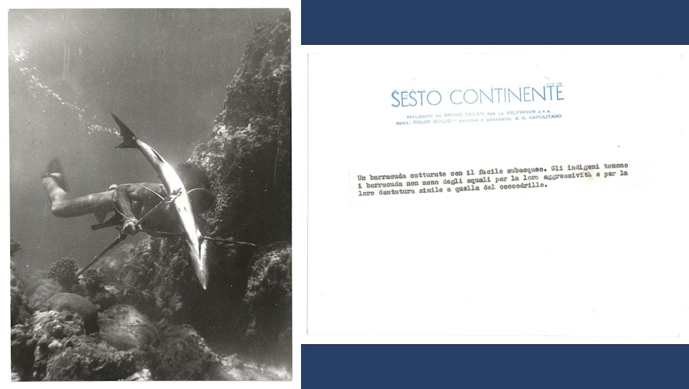 FOTO per SESTO CONTINENTE - Barracuda catturato con fucile subacqueo …