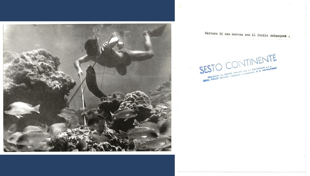 FOTO per SESTO CONTINENTE - Cattura di Murena (QUILICI) con …