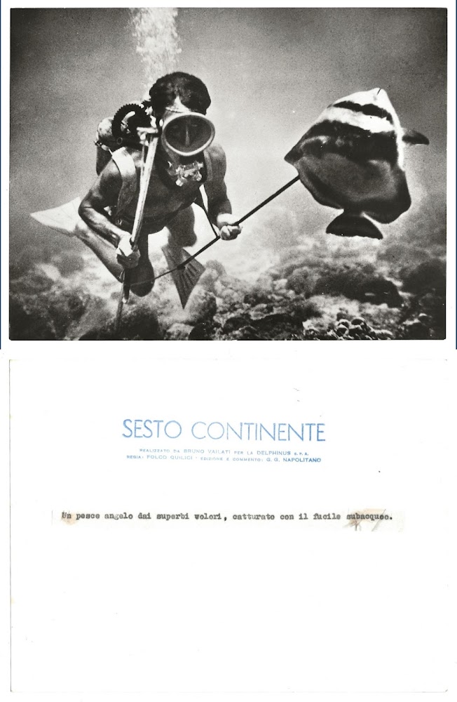 FOTO per SESTO CONTINENTE - Pesce Angelo catturato con fucile …