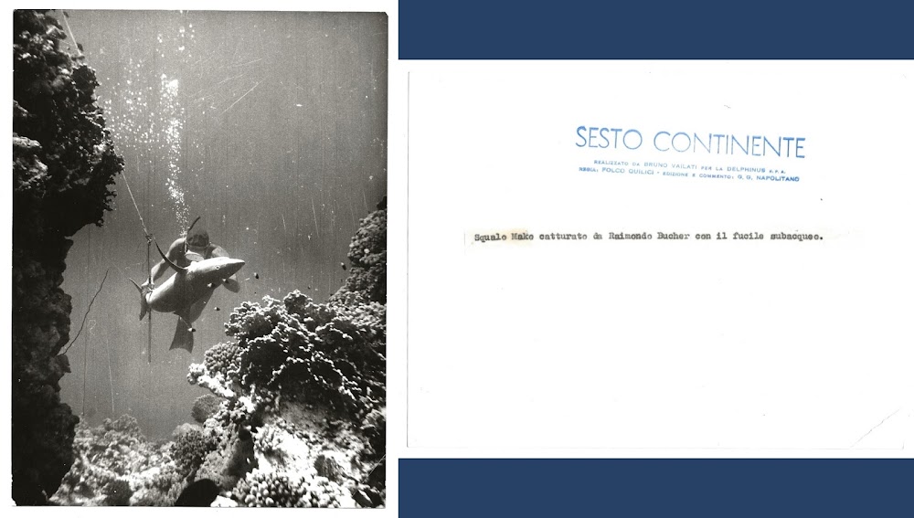 FOTO per SESTO CONTINENTE - Raimondo BUCHER cattura Squalo Mako …