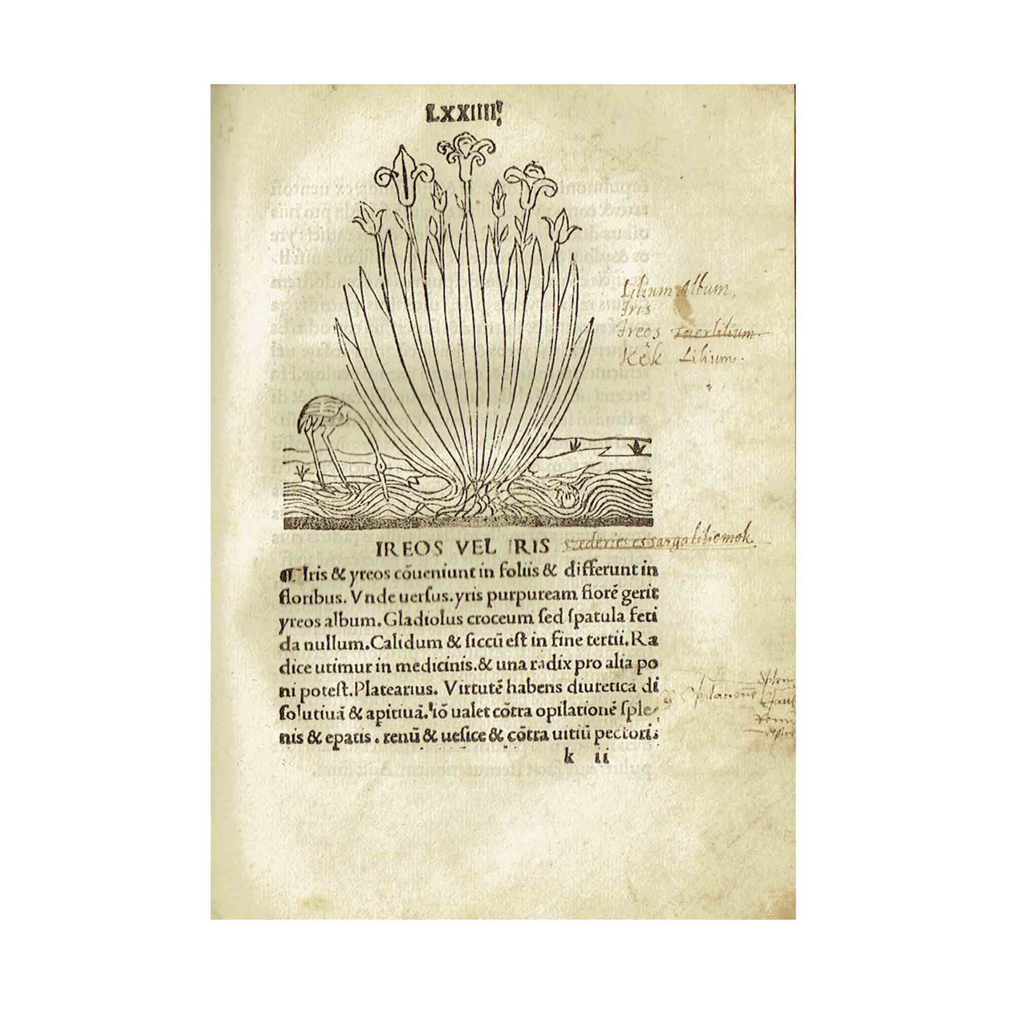 [HERBARIUS LATINUS]. Tractatus de virtutibus herbarum.