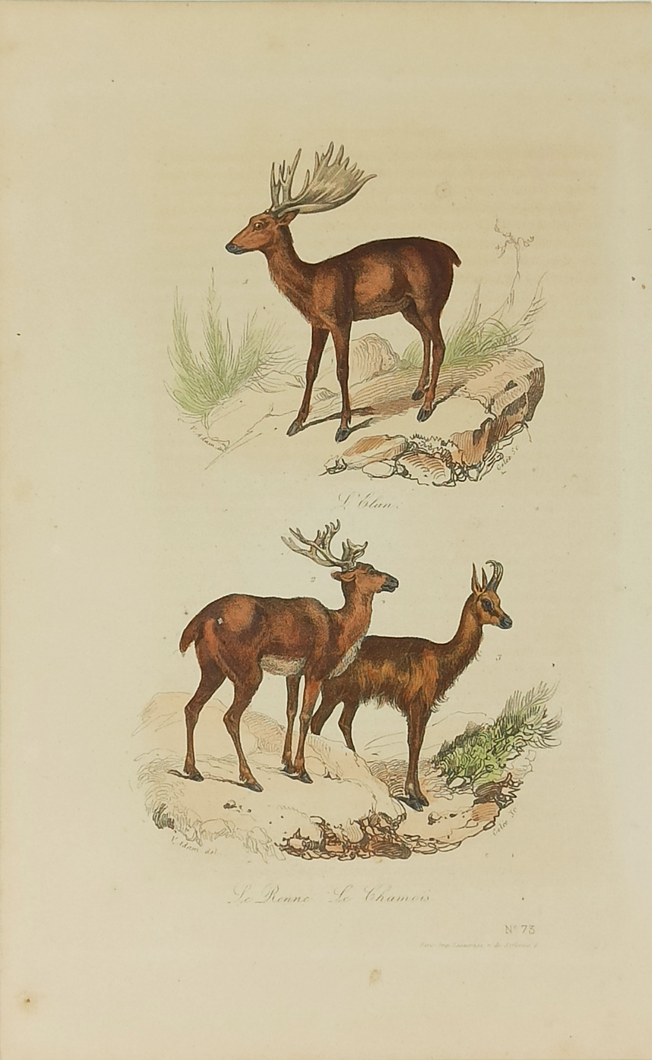 L'Elan / La Renne, Le Chamois (stampa antica)